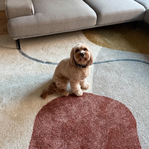 Salon chaleureux avec un tapis moderne et un chien